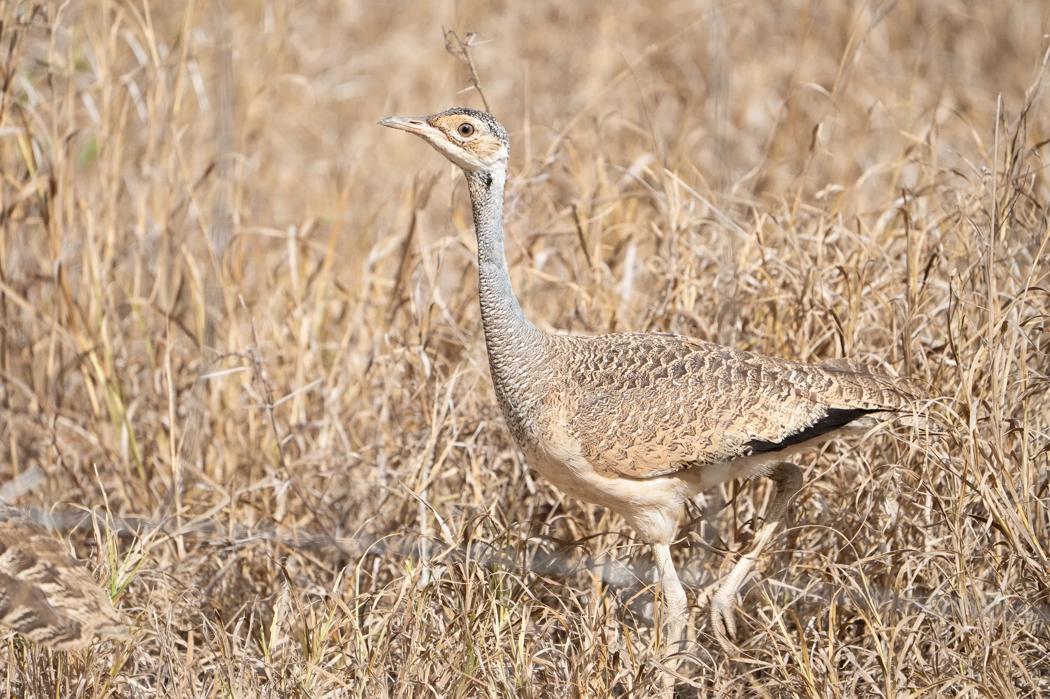 Gloria Montiel Des Moines Wedding Photographer