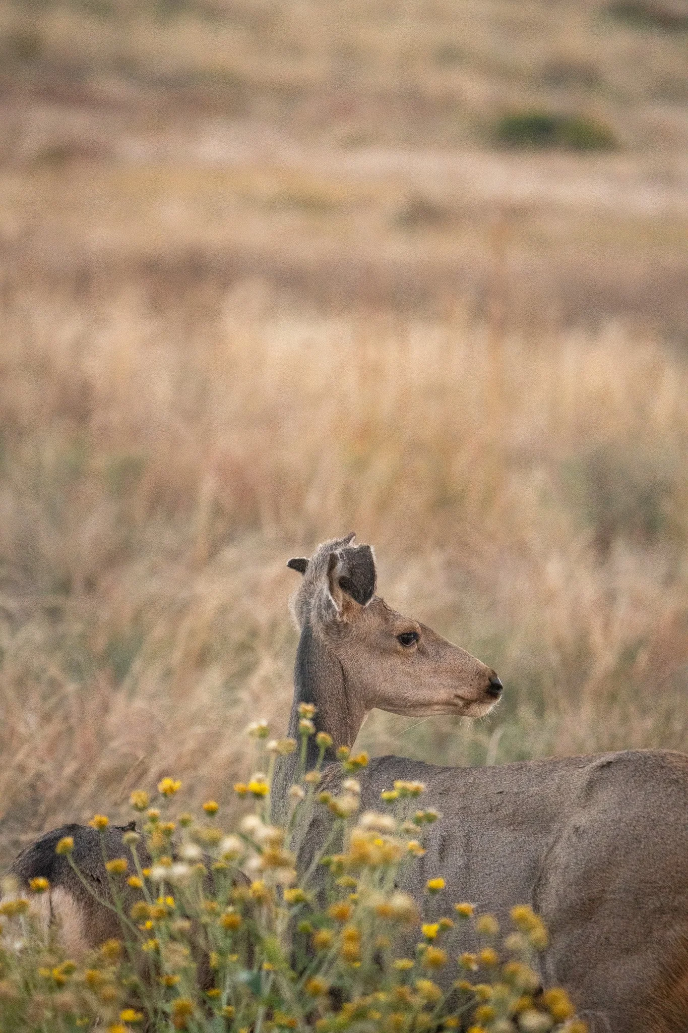 Des Moines Wedding Photographer