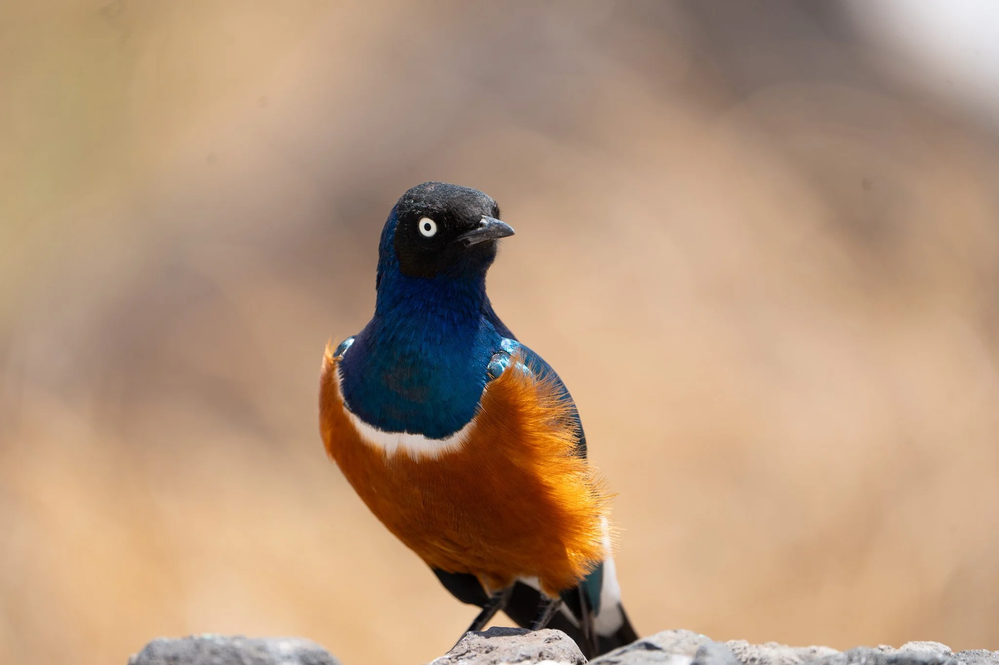 Gloria Montiel Des Moines Wedding Photographer