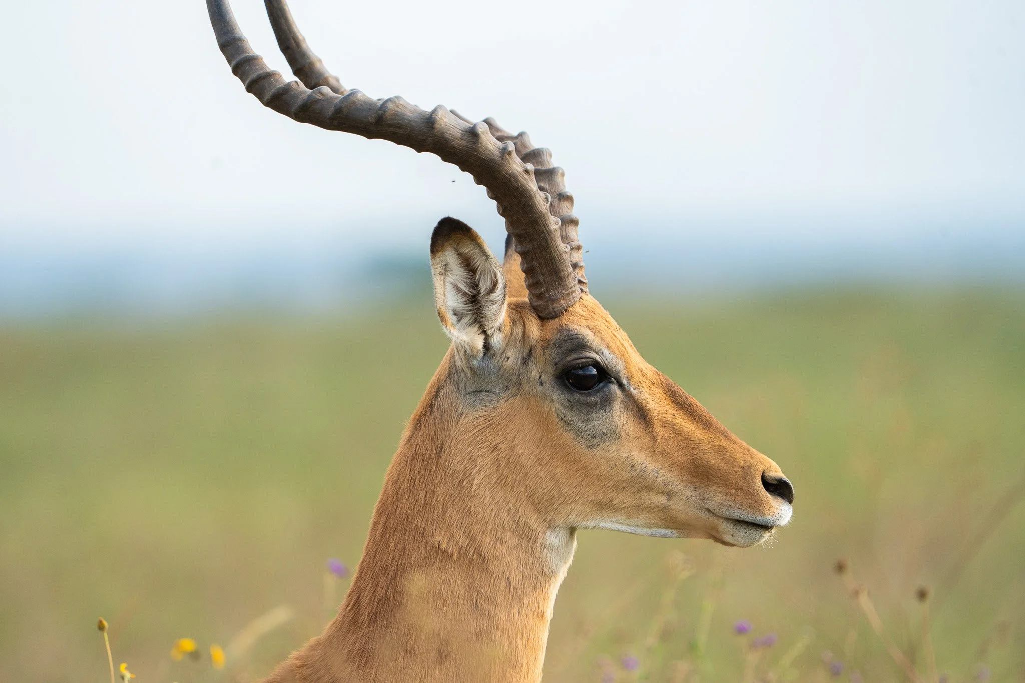 Gloria Montiel Des Moines Wedding Photographer