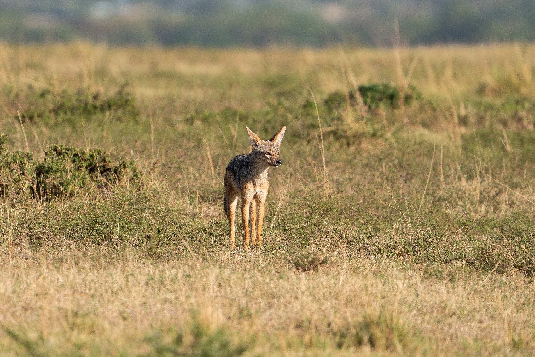 Gloria Montiel Des Moines Wedding Photographer