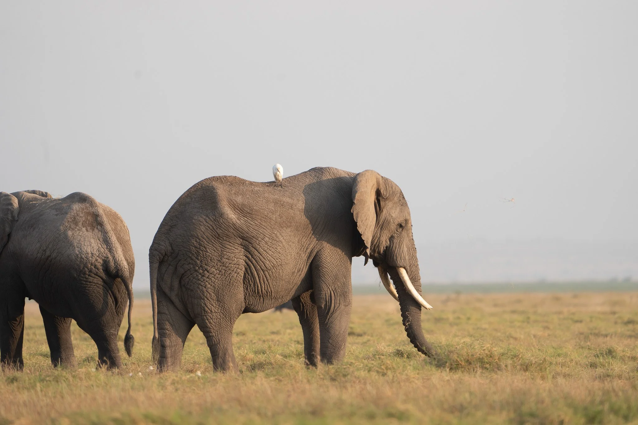 Gloria Montiel Des Moines Wedding Photographer