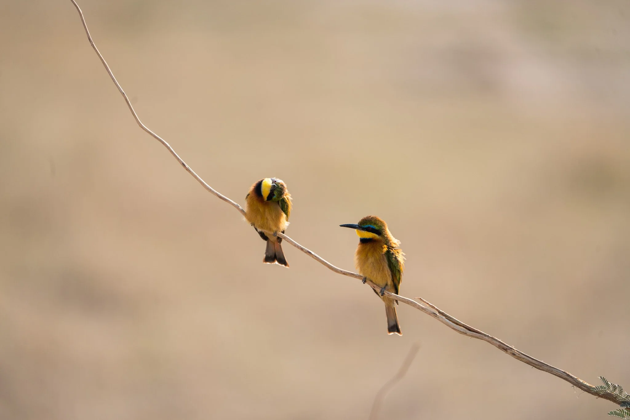 Gloria Montiel Des Moines Wedding Photographer