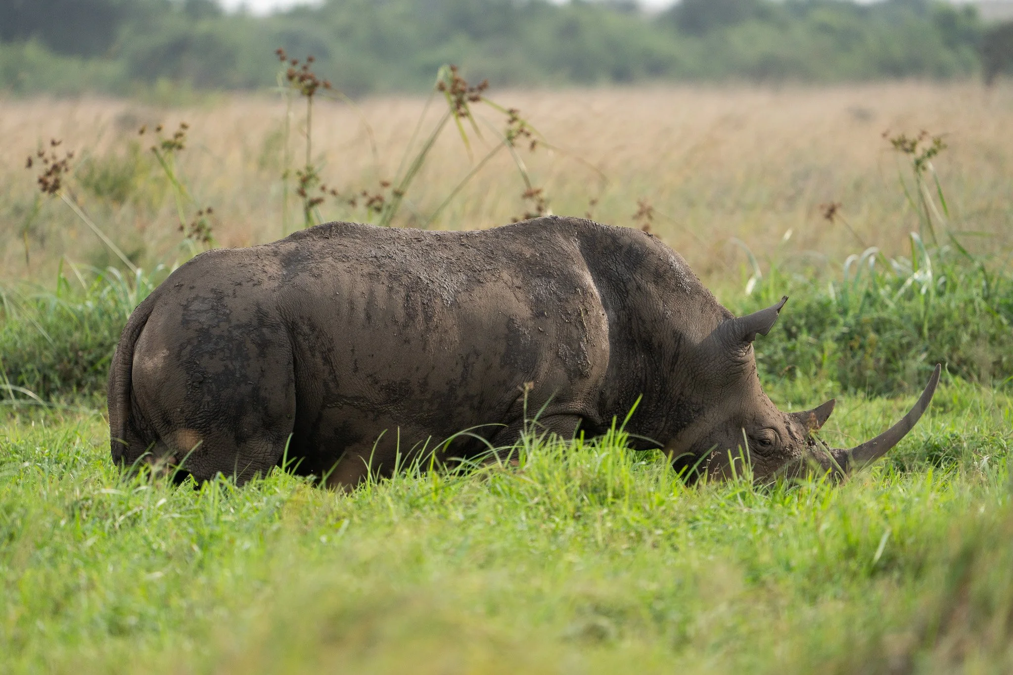 Gloria Montiel Des Moines Wedding Photographer