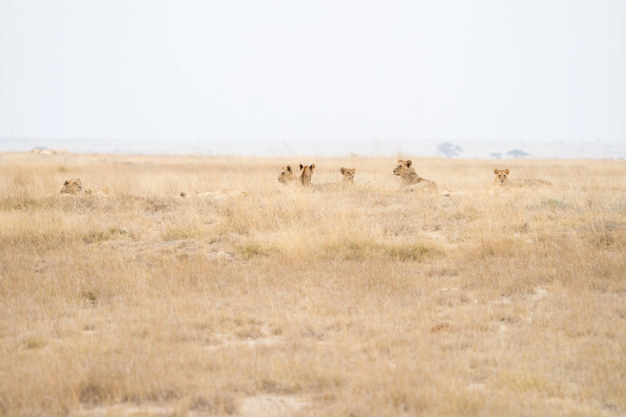 Des Moines Wedding Photographer