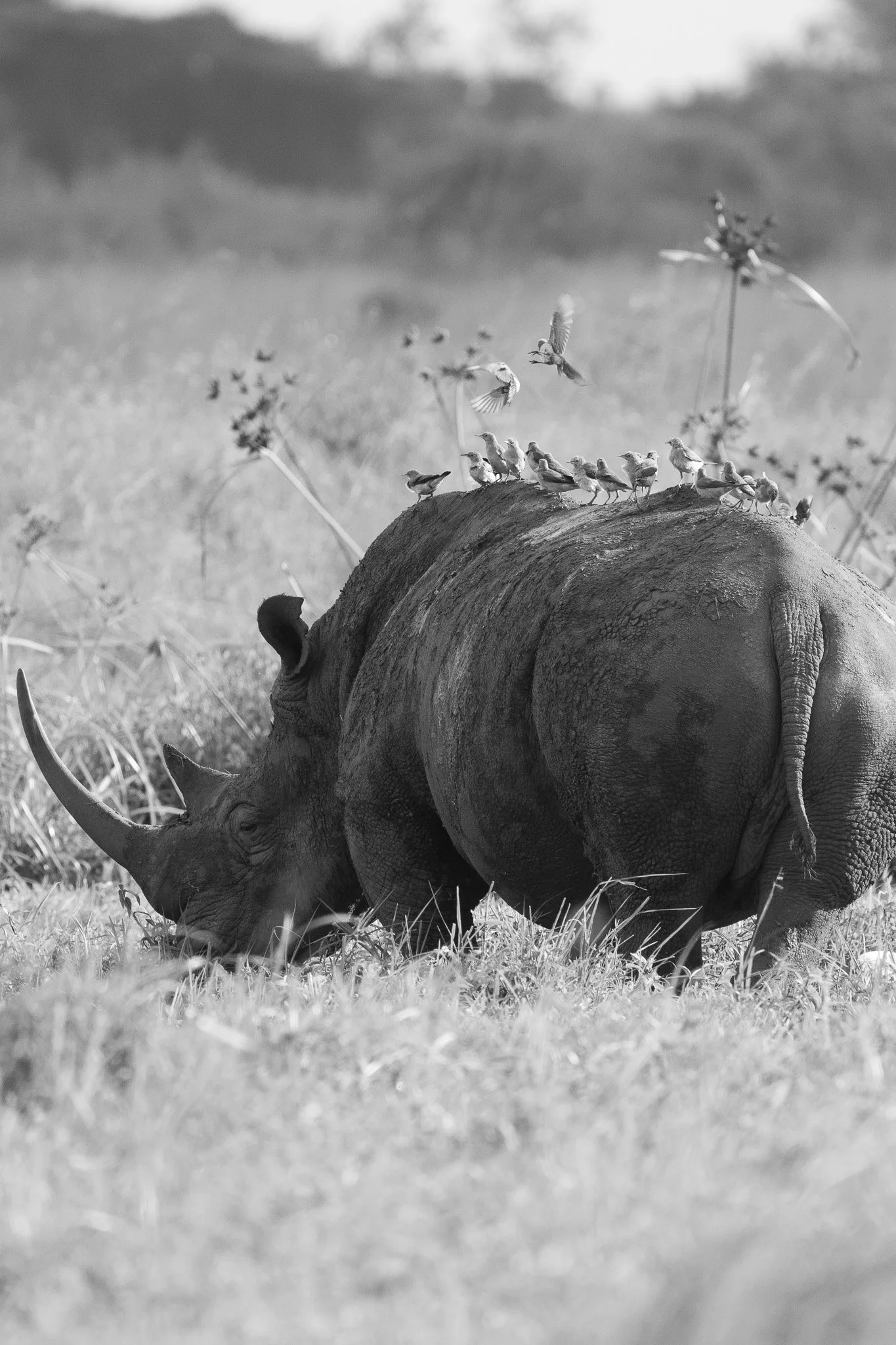 Gloria Montiel Des Moines Wedding Photographer