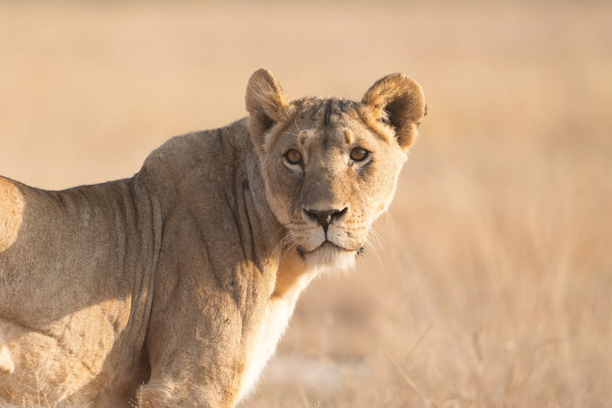 Gloria Montiel Des Moines Wedding Photographer