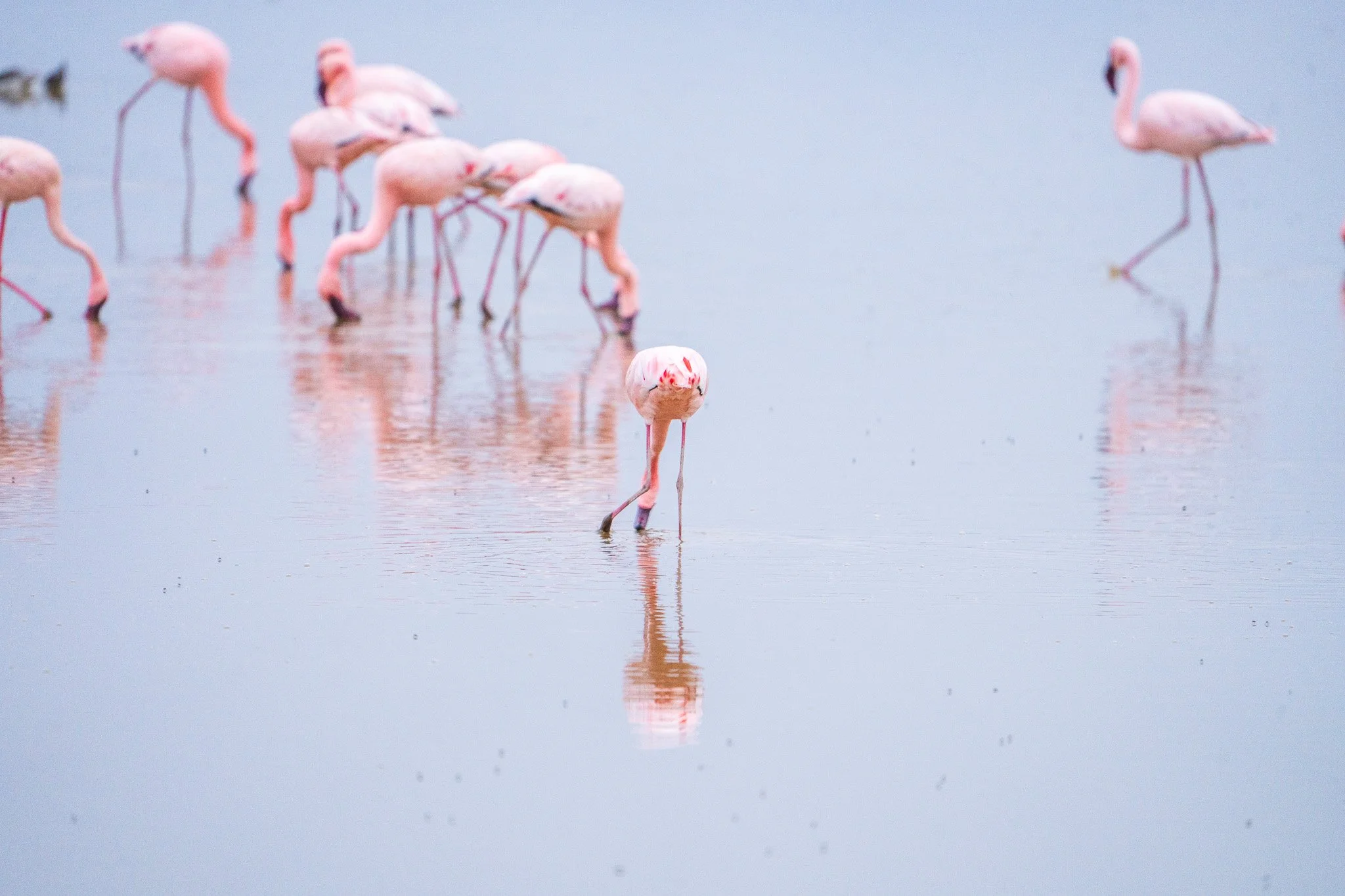 Gloria Montiel Des Moines Wedding Photographer