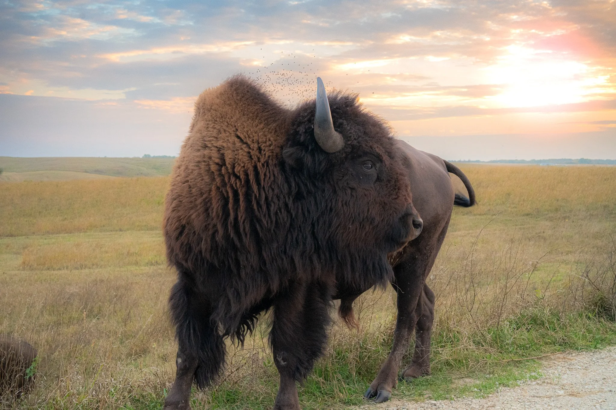 Des Moines Wedding Photographer