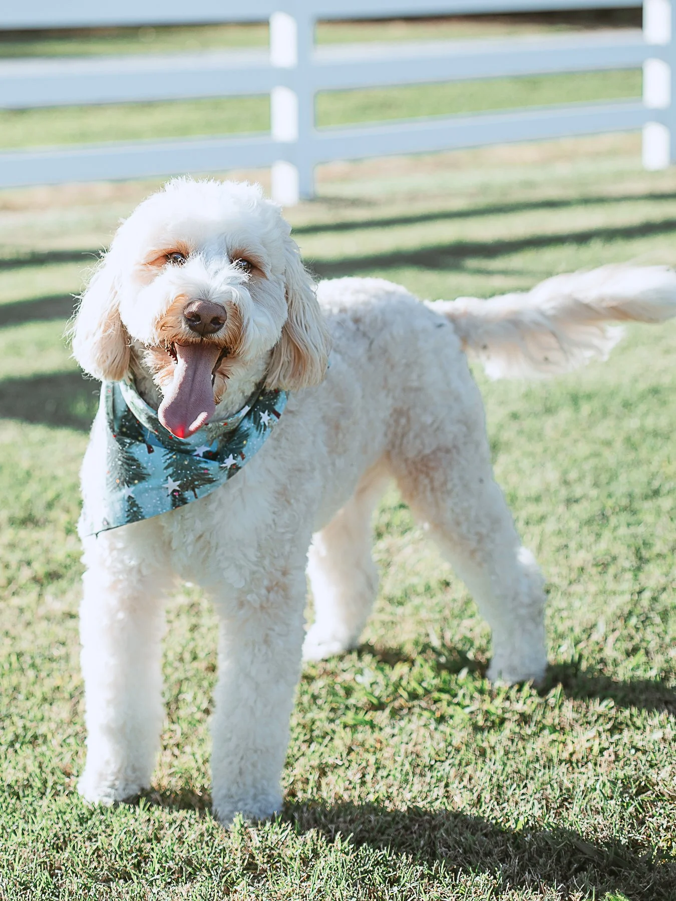 Pet Photography in Jackson, TN
