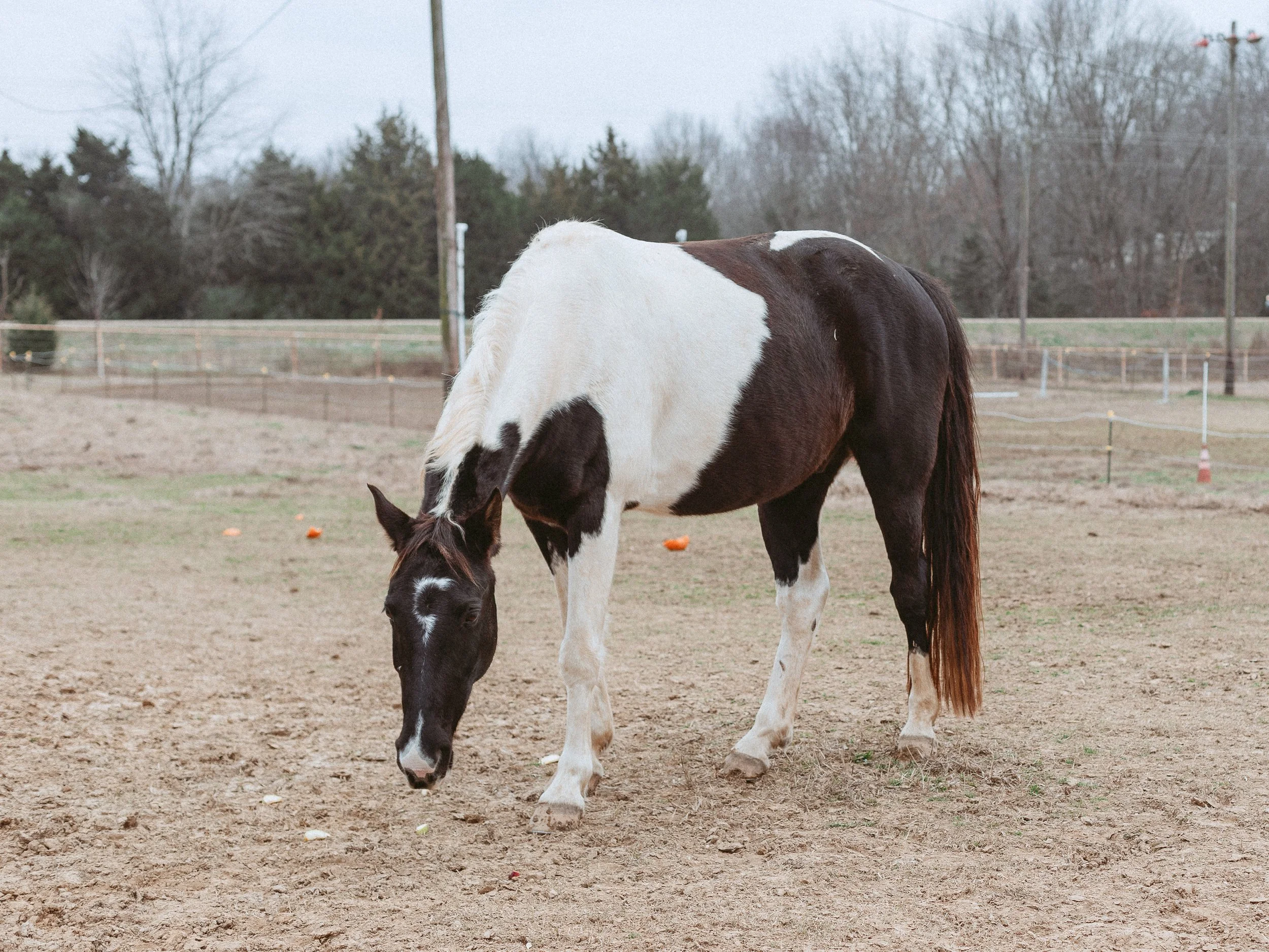 A Unique Experience at Broken Wheel Ranch in Trenton, TN