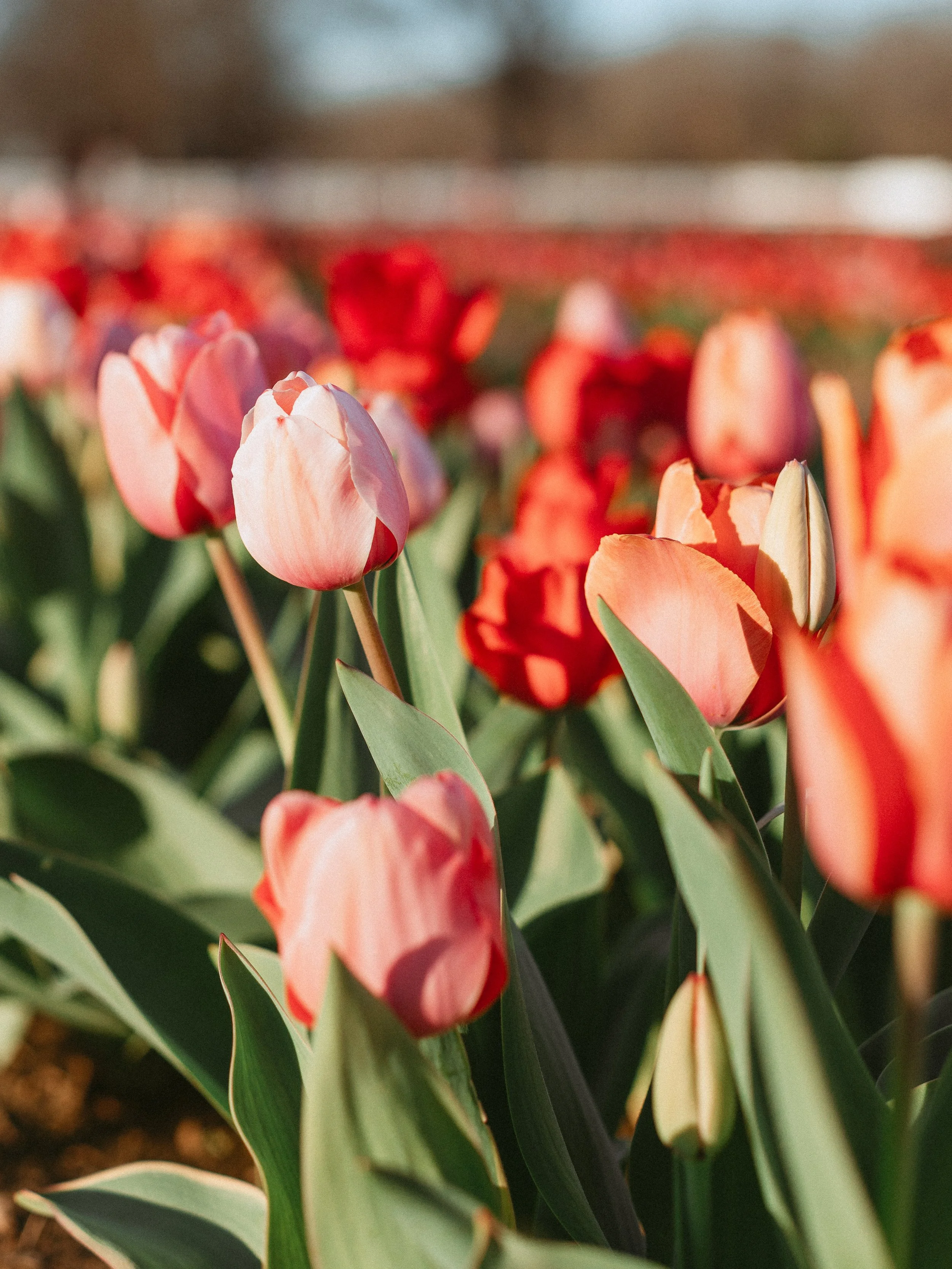 The Spring Session Style Guide: What to Wear for Your Photoshoot | West TN Photographer