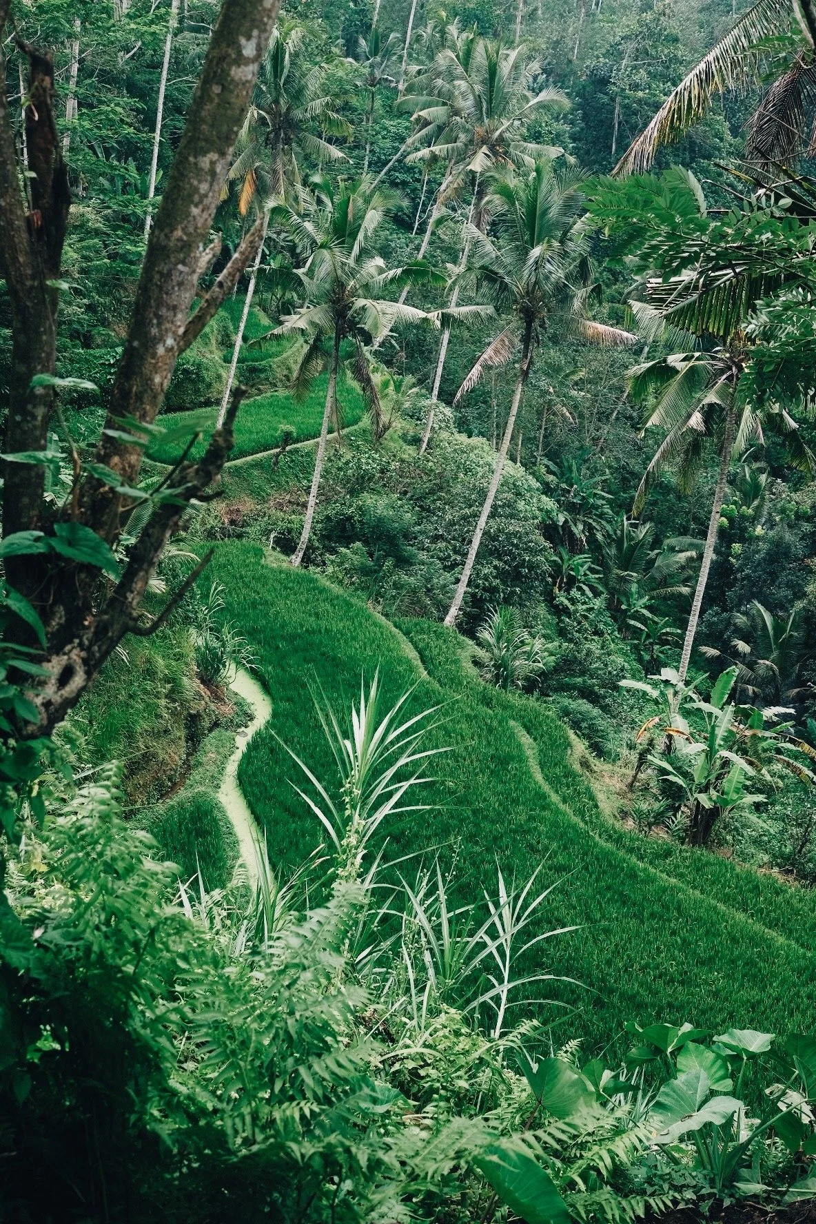 8 DAYS IN BALI