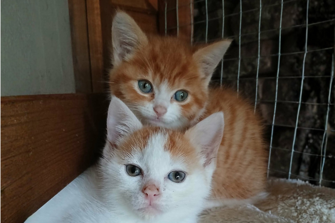 Toast & Peaches at HART