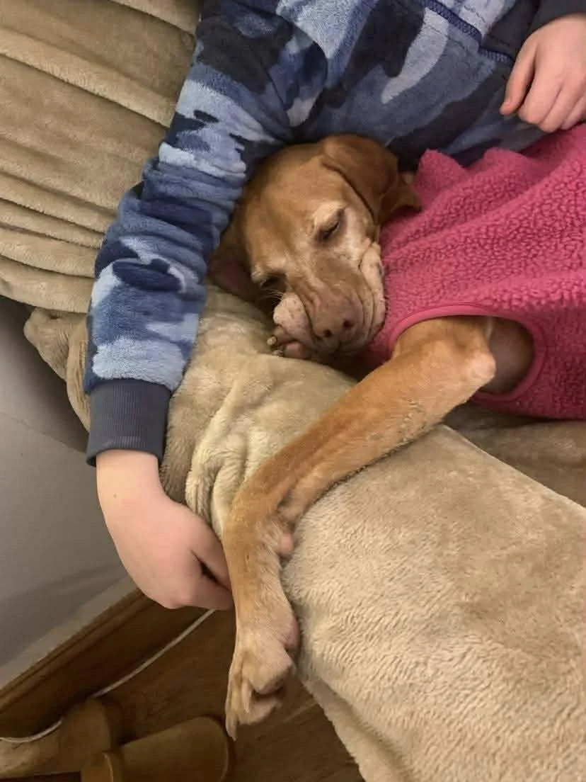 Roxy, the Forever Foster dog at HART