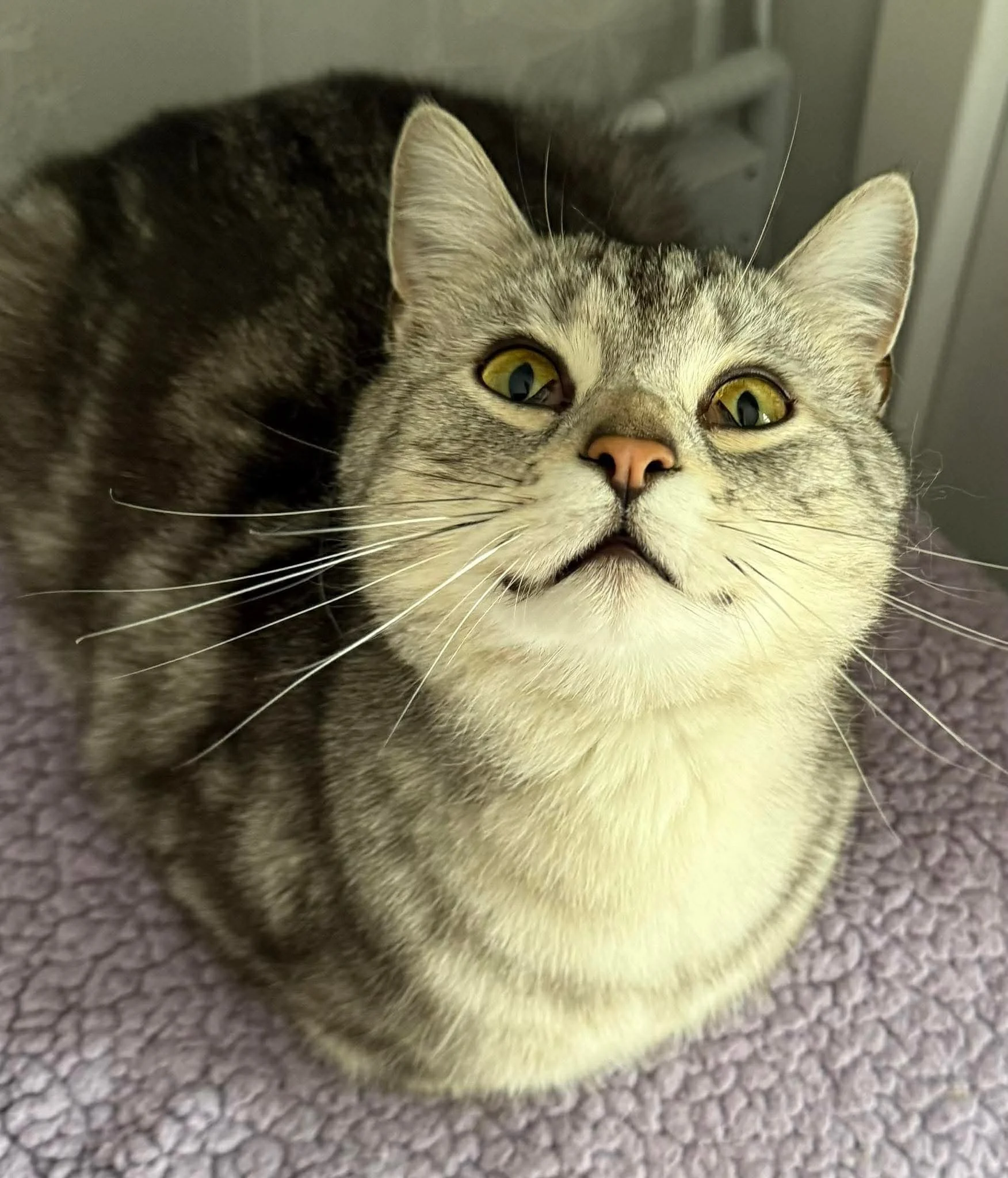 A cat peeking out from under a wooden shelf, surrounded by books.