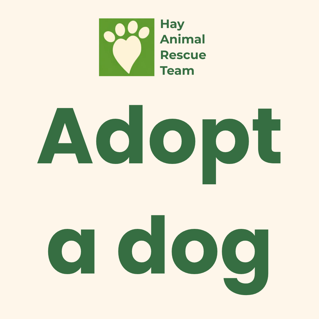 Adopt a dog