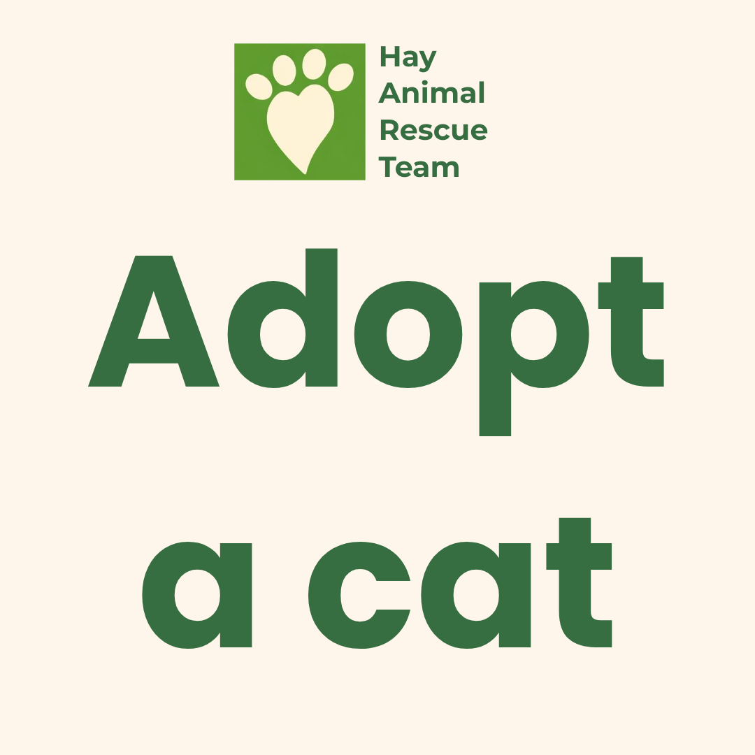 Adopt a cat