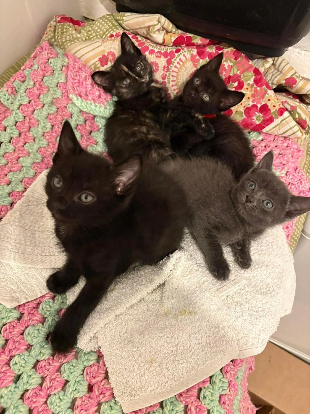 Kittens4.jpeg