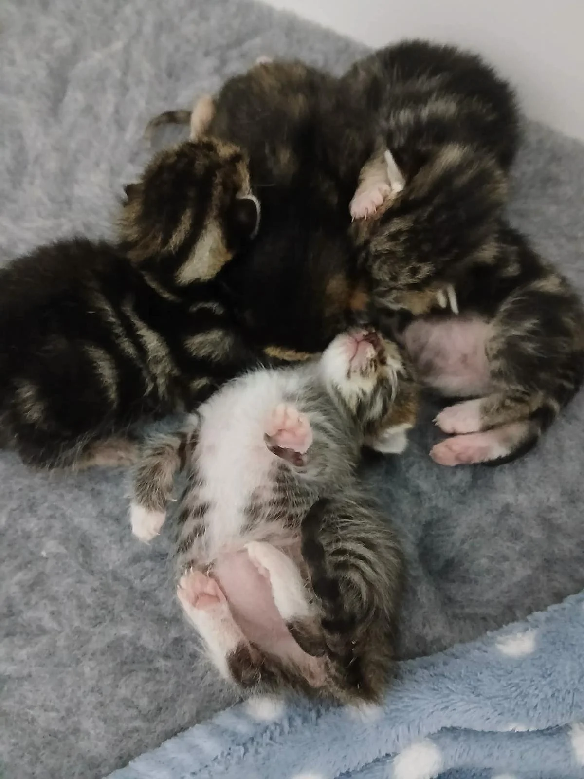 Kittens3.jpeg