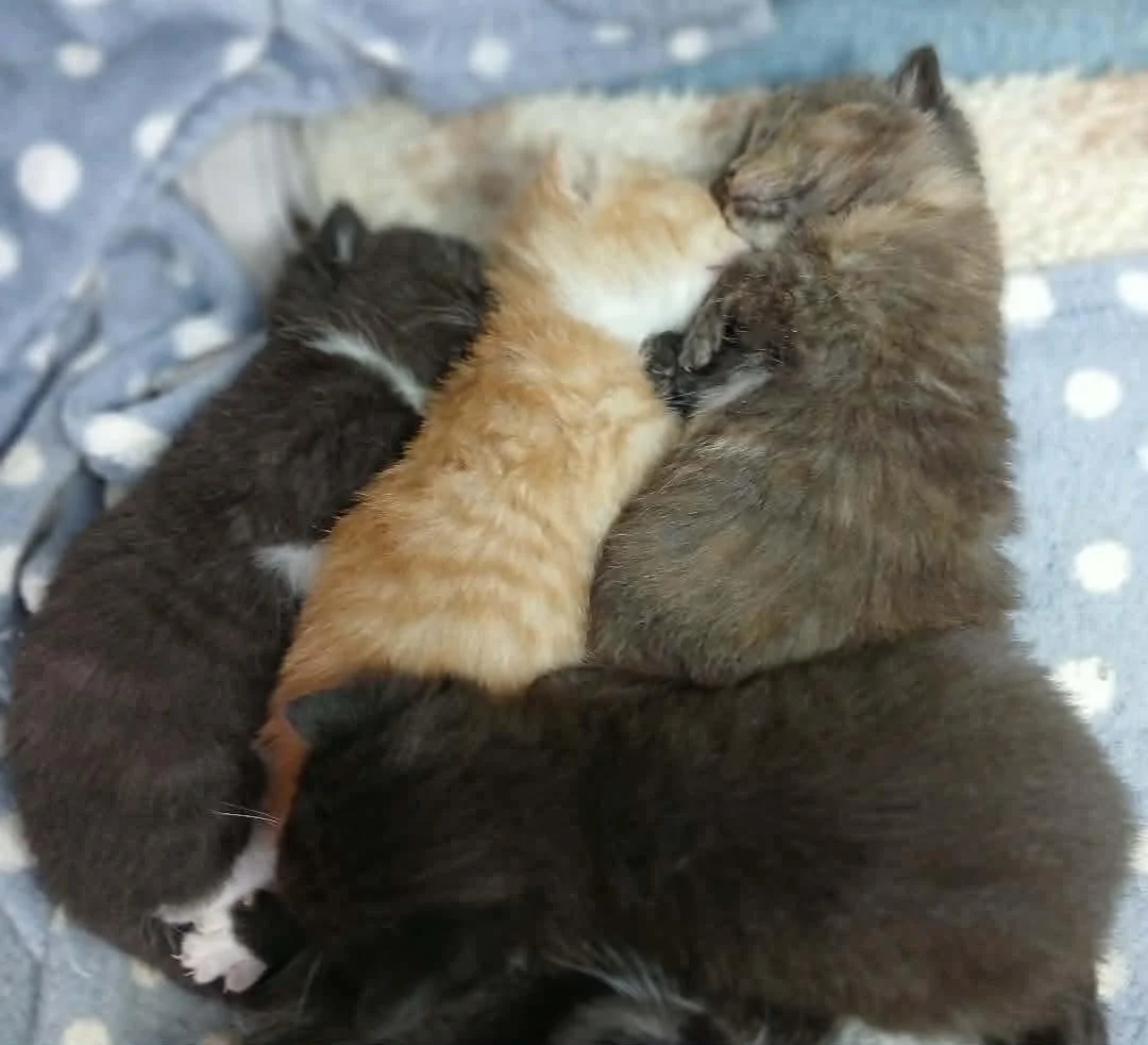 Kittens2.jpeg