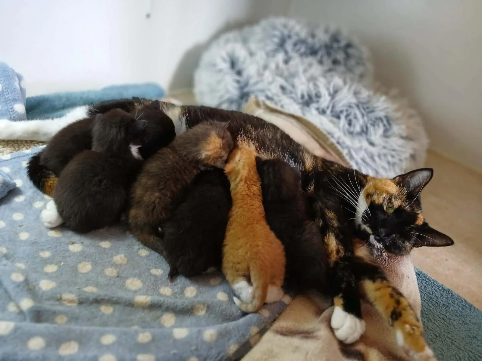 Mum and kittens.jpeg