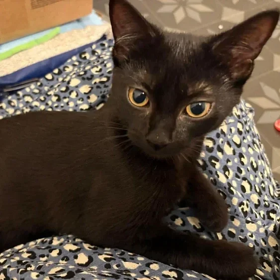 Whispa - Happily homed