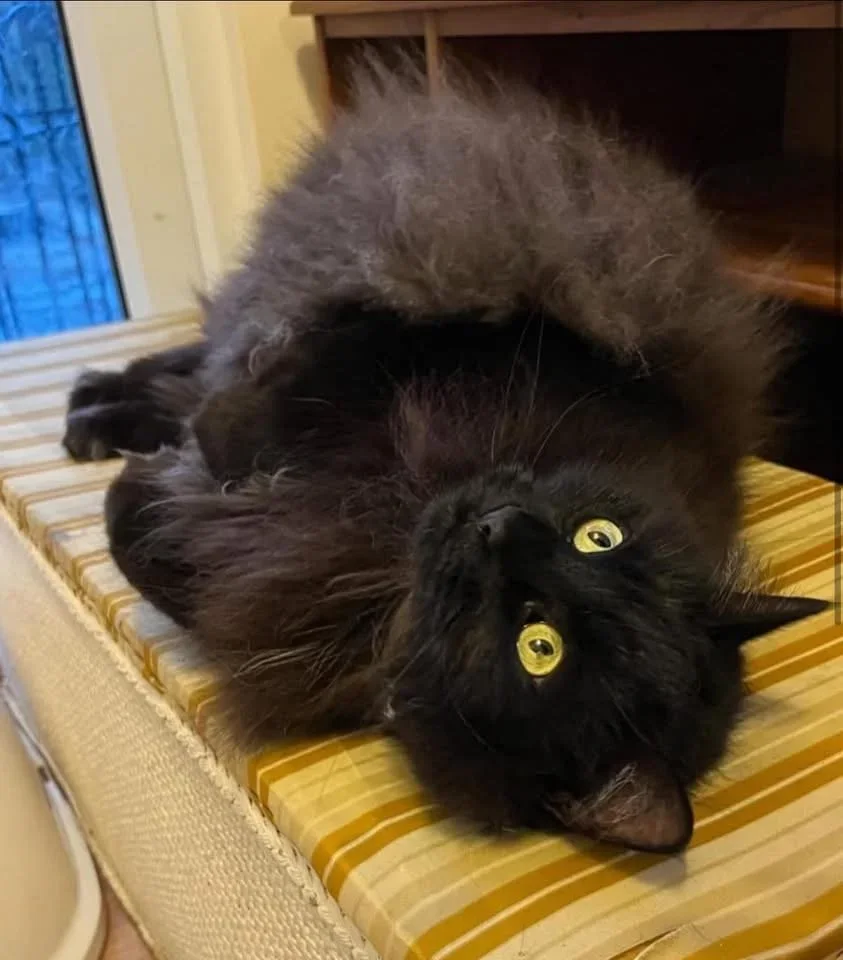 Luna - Happily homed