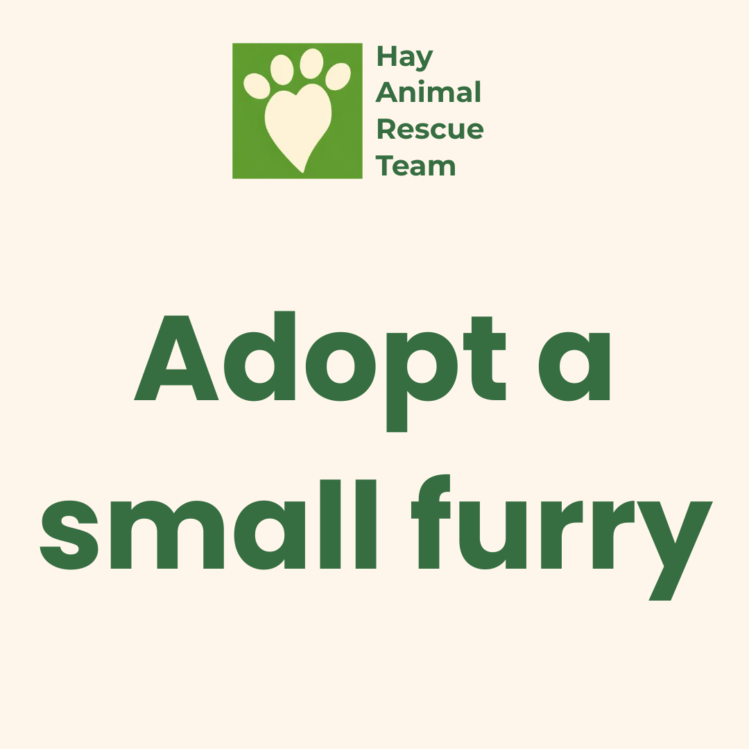 Adopt a small furry