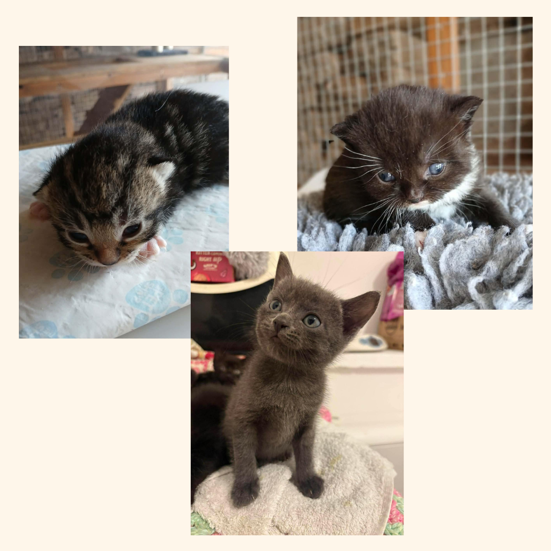 Kittens