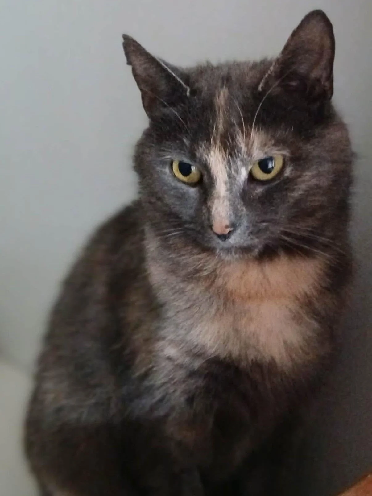 Nan-Dilute-Tortie-Adult-Cat-For-Adoption-With-HART-2.jpg