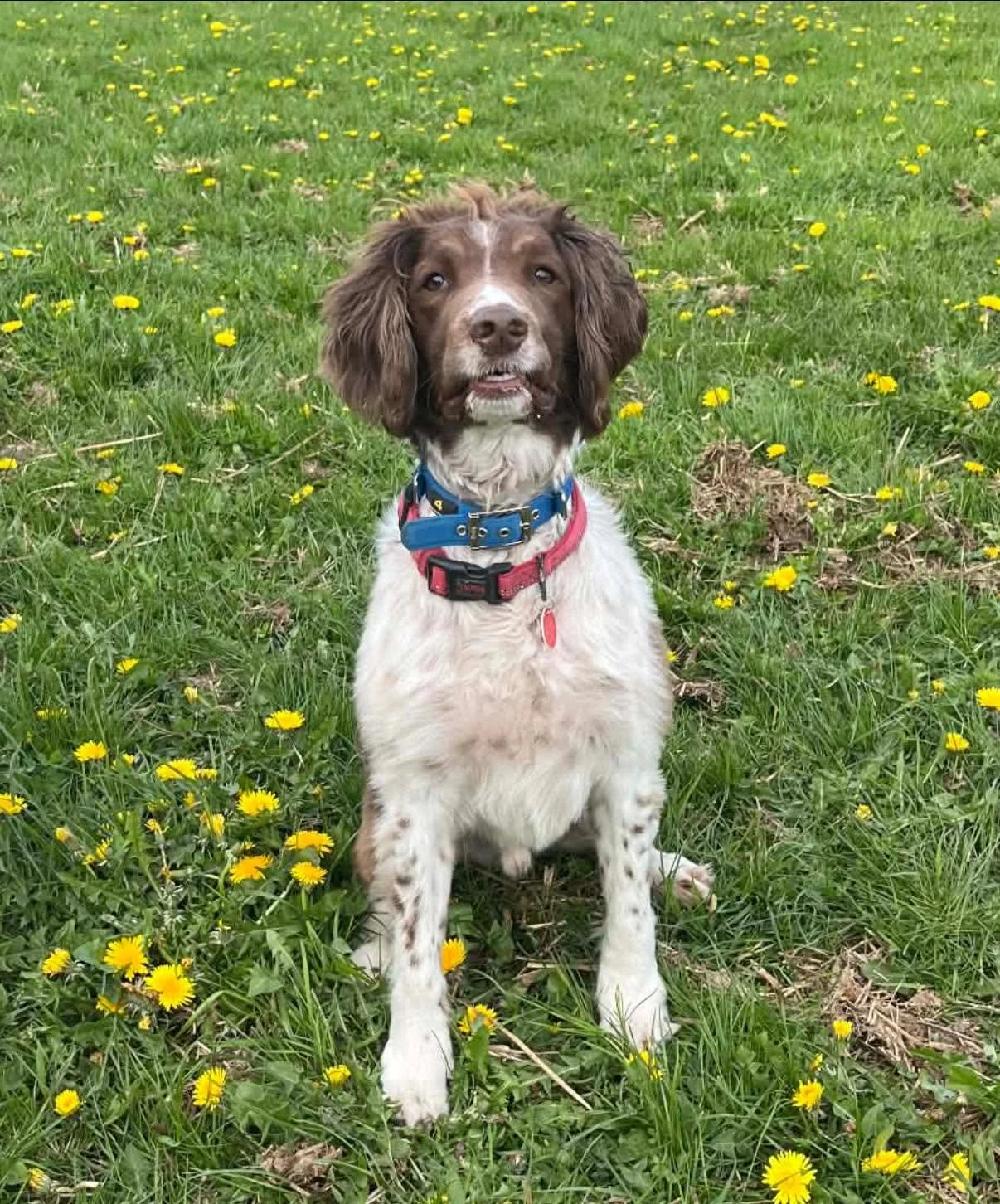 Max-Springer-Spaniel-Dog-For-Adoption-With-Hay-Animal-Rescue-Team-7.jpg