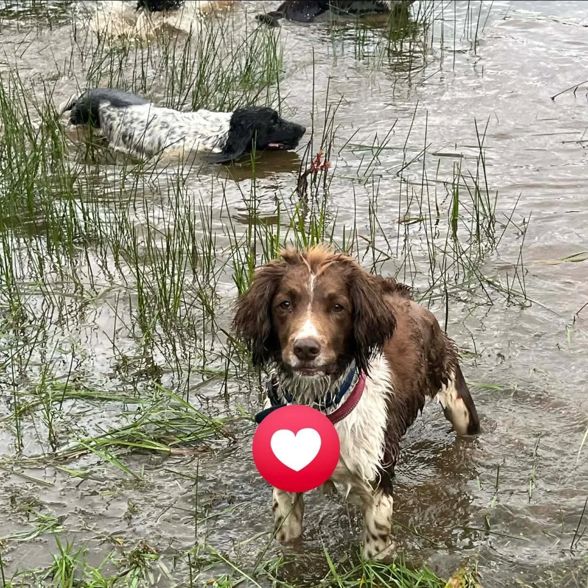 Max-Springer-Spaniel-Dog-For-Adoption-With-Hay-Animal-Rescue-Team-4.jpg