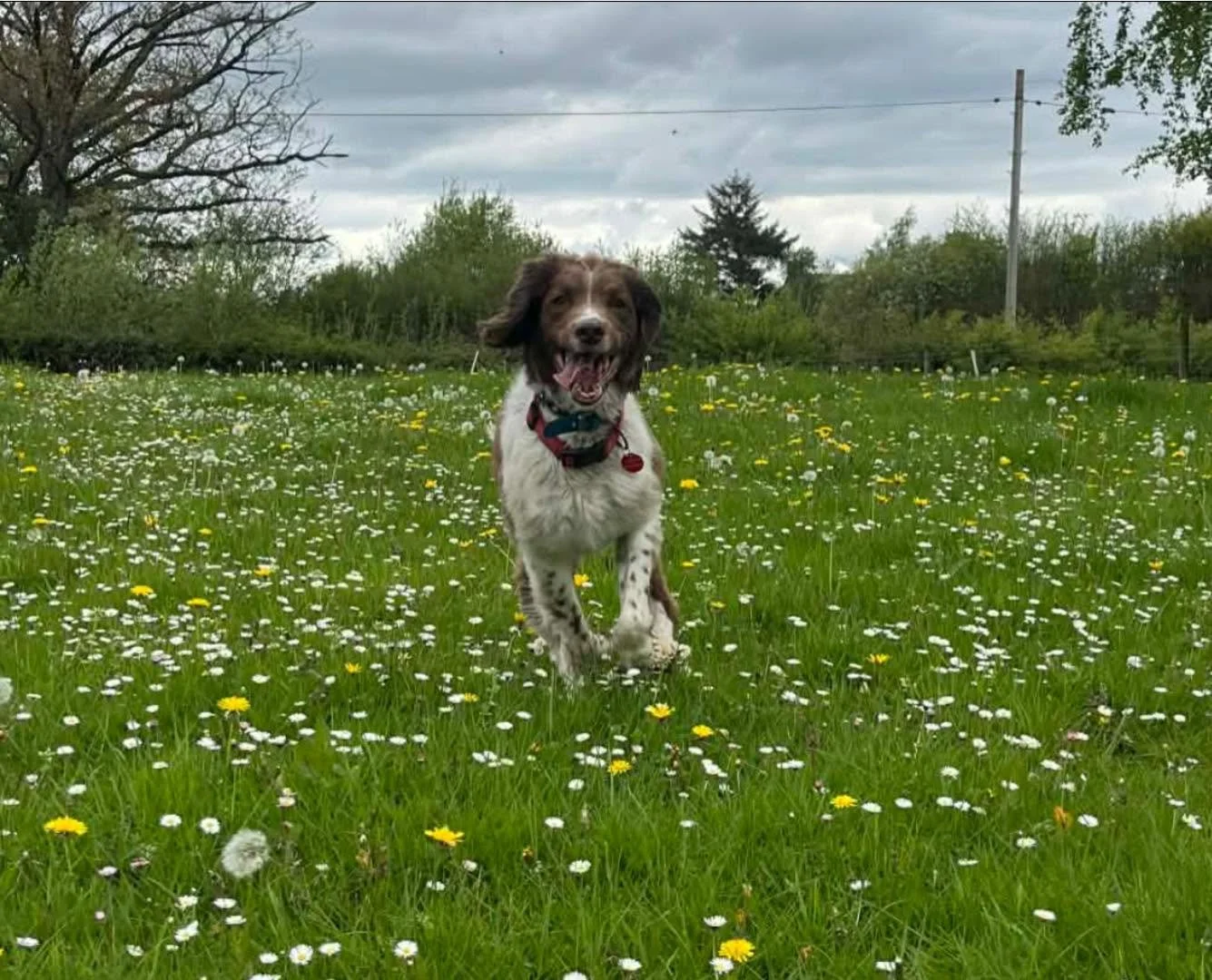 Max-Springer-Spaniel-Dog-For-Adoption-With-Hay-Animal-Rescue-Team-2.jpg