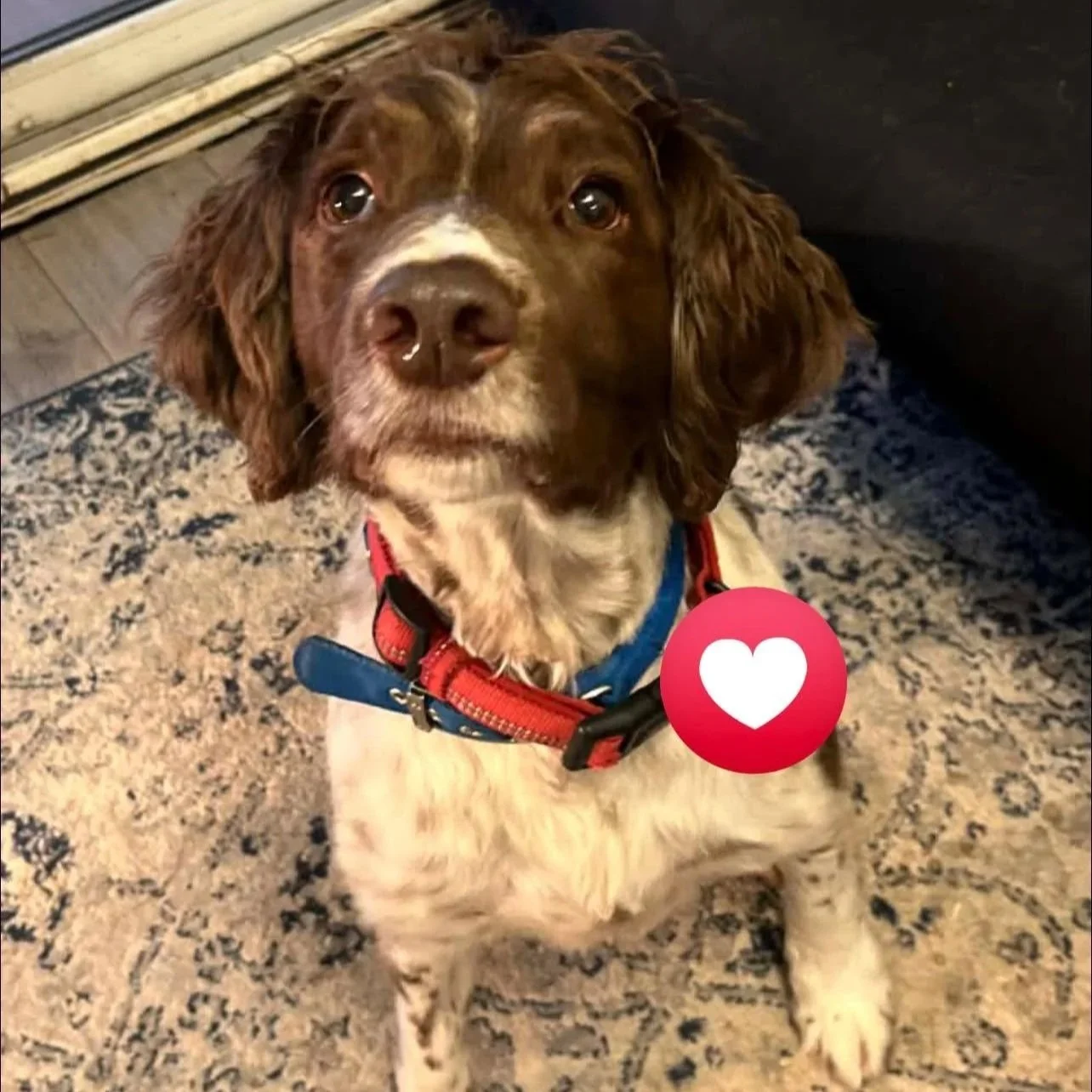 Max-Springer-Spaniel-Dog-For-Adoption-With-Hay-Animal-Rescue-Team-8.jpg