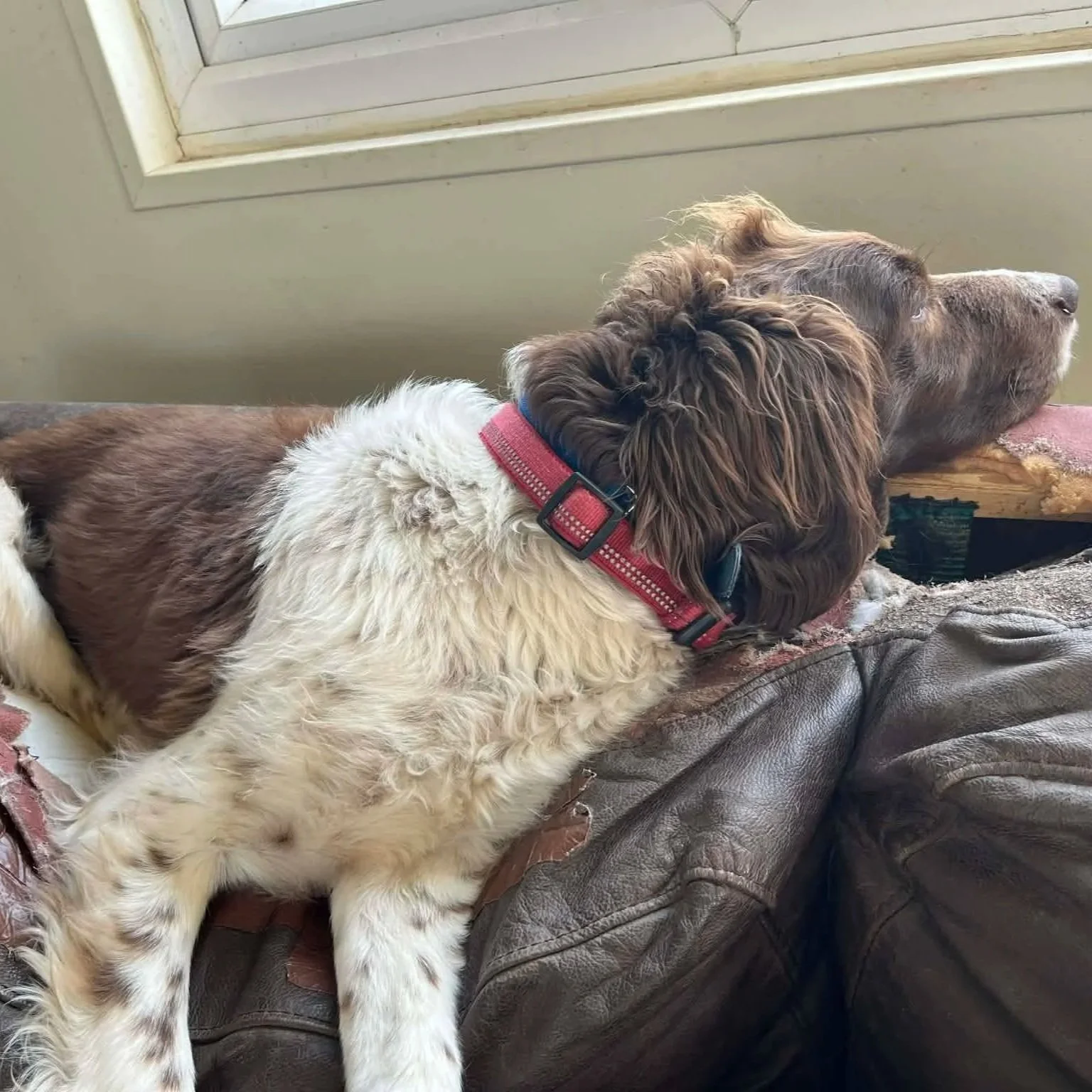 Max-Springer-Spaniel-Dog-For-Adoption-With-Hay-Animal-Rescue-Team-6.jpg