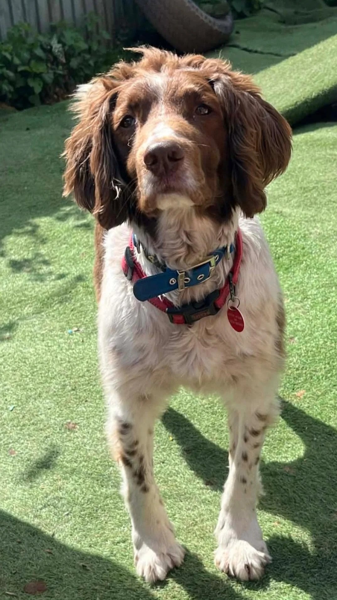 Max-Springer-Spaniel-Dog-For-Adoption-With-Hay-Animal-Rescue-Team-5.jpg