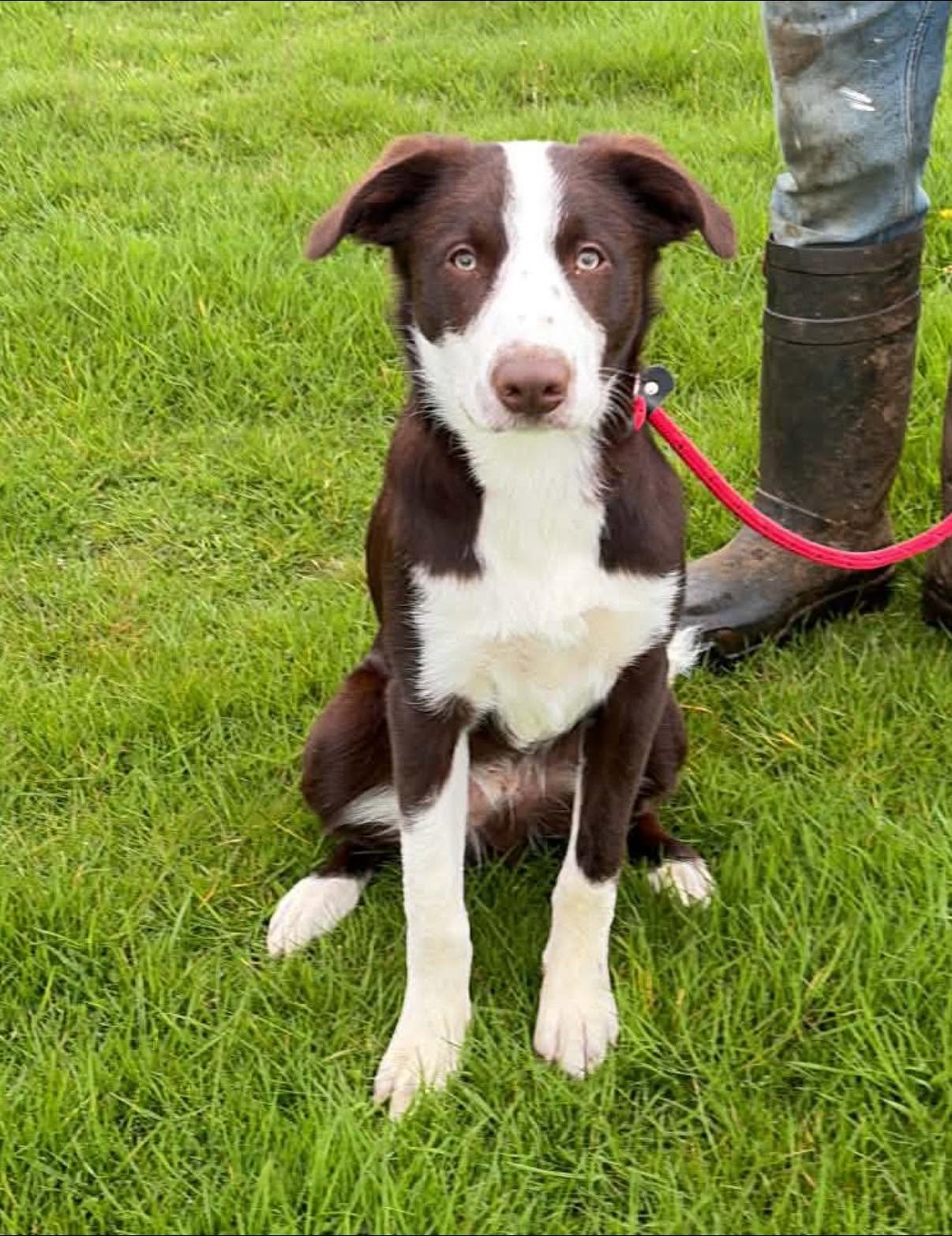 Frankie-Bearded-Collie-x-Border-Collie-Dog-For-Adoption-With-Hay-Animal-Rescue-Team.jpg