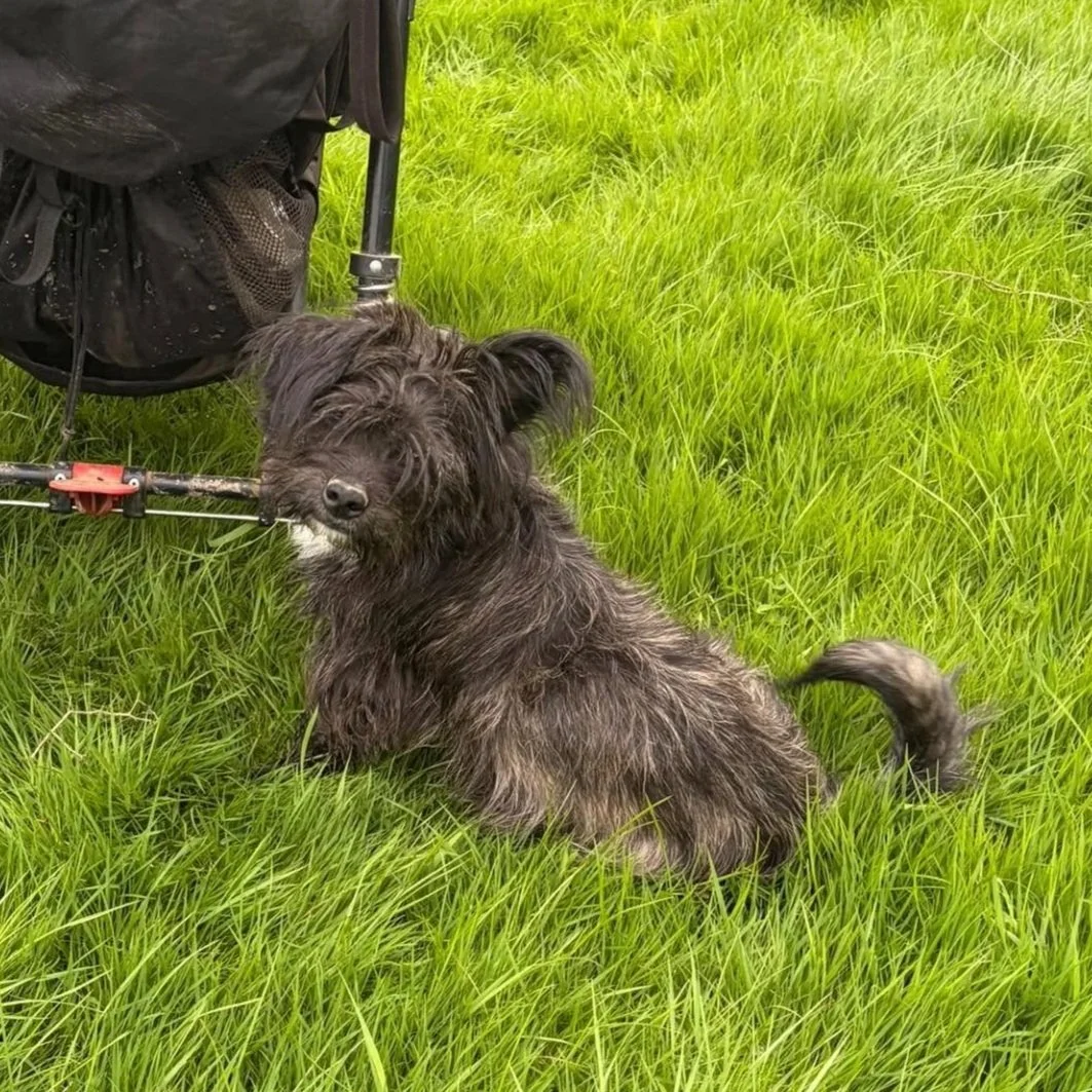 Bear-Terrier-Cross-Puppy-For-Adoption-With-Hay-Animal-Rescue-Team-3.jpg