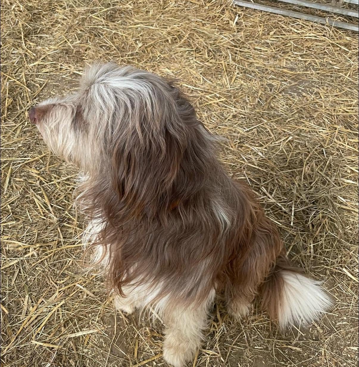 Griff-Bearded-Collie-For-Adoption-With-Hay-Animal-Rescue-Team.jpg