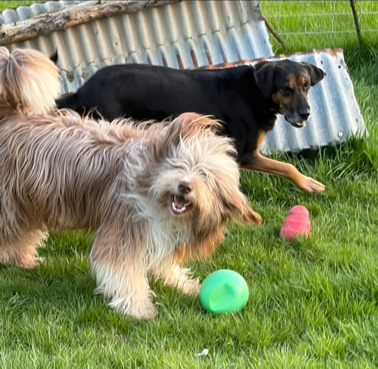 Griff-Bearded-Collie-For-Adoption-With-Hay-Animal-Rescue-Team-3.jpg