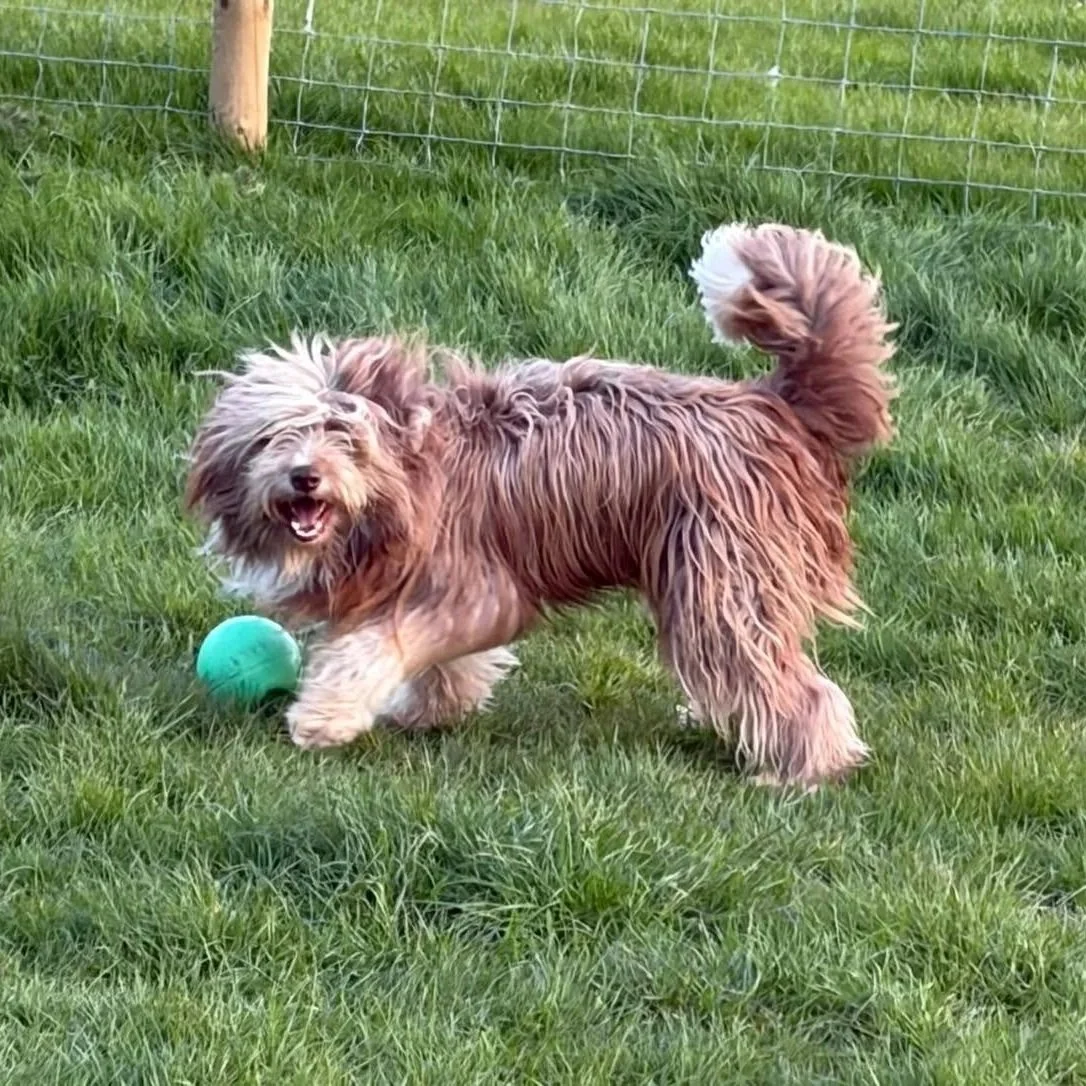 Griff-Bearded-Collie-For-Adoption-With-Hay-Animal-Rescue-Team-2.jpg