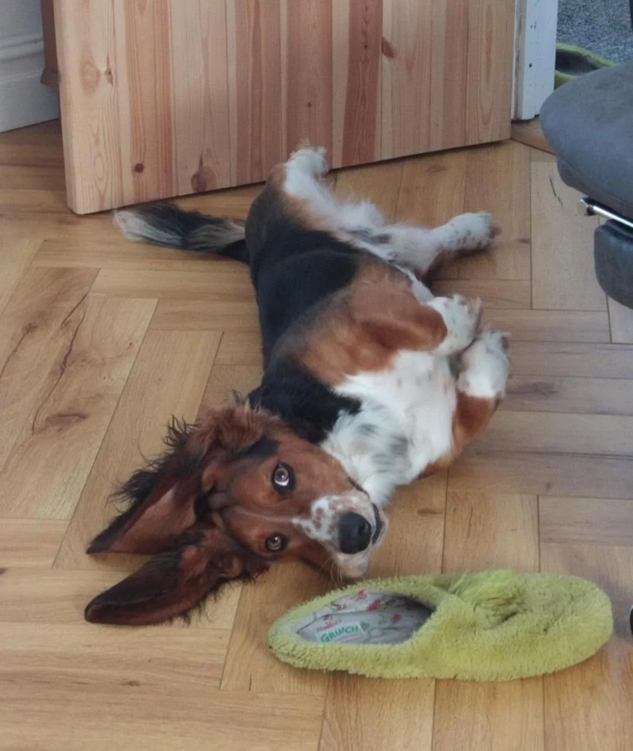 Benji-Basset-Hound-For-Adoption-With-Hay-Animal-Rescue-Team-7.jpg