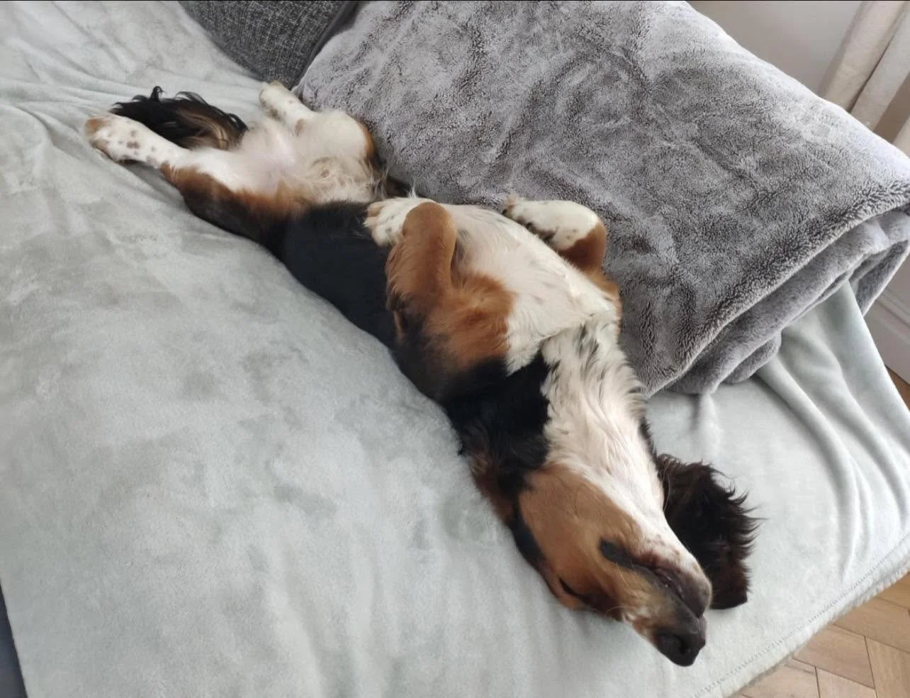 Benji-Basset-Hound-For-Adoption-With-Hay-Animal-Rescue-Team-5.jpg