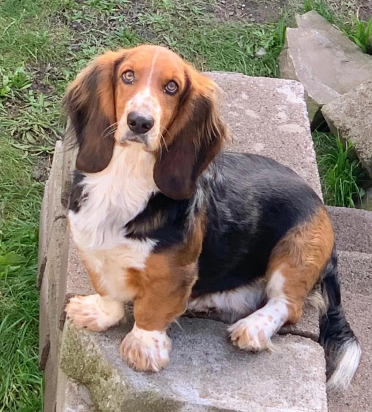 Benji-Basset-Hound-For-Adoption-With-Hay-Animal-Rescue-Team-4.jpg