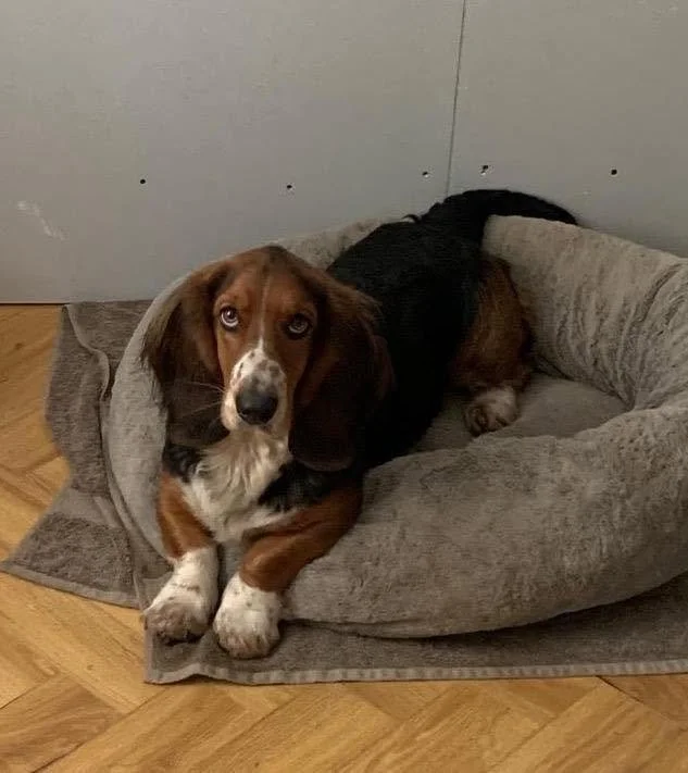 Benji-Basset-Hound-For-Adoption-With-Hay-Animal-Rescue-Team-3.jpg