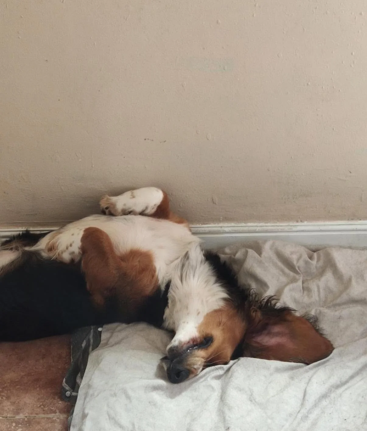 Benji-Basset-Hound-For-Adoption-With-Hay-Animal-Rescue-Team-2.jpg
