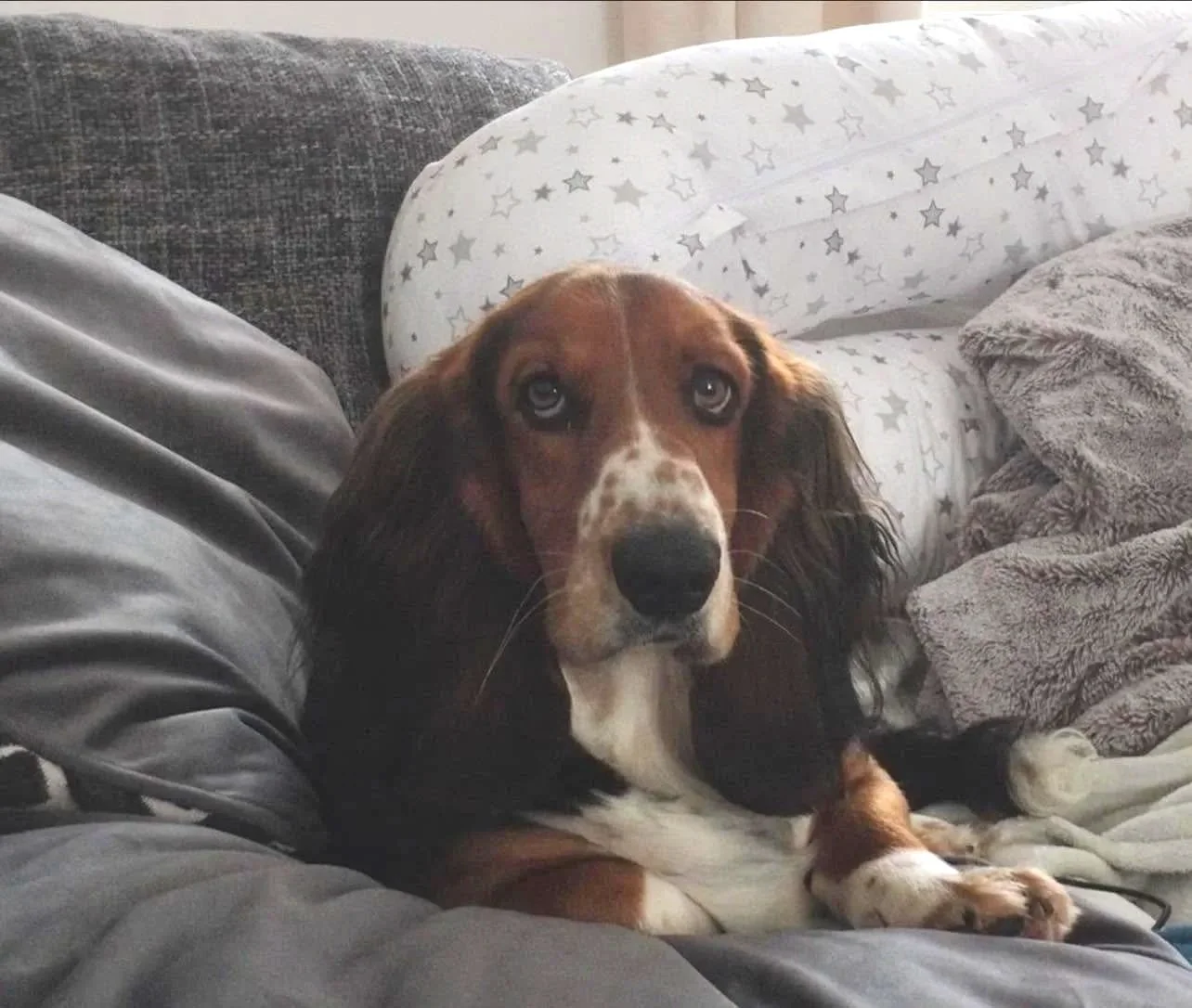 Benji-Basset-Hound-For-Adoption-With-Hay-Animal-Rescue-Team-8.jpg
