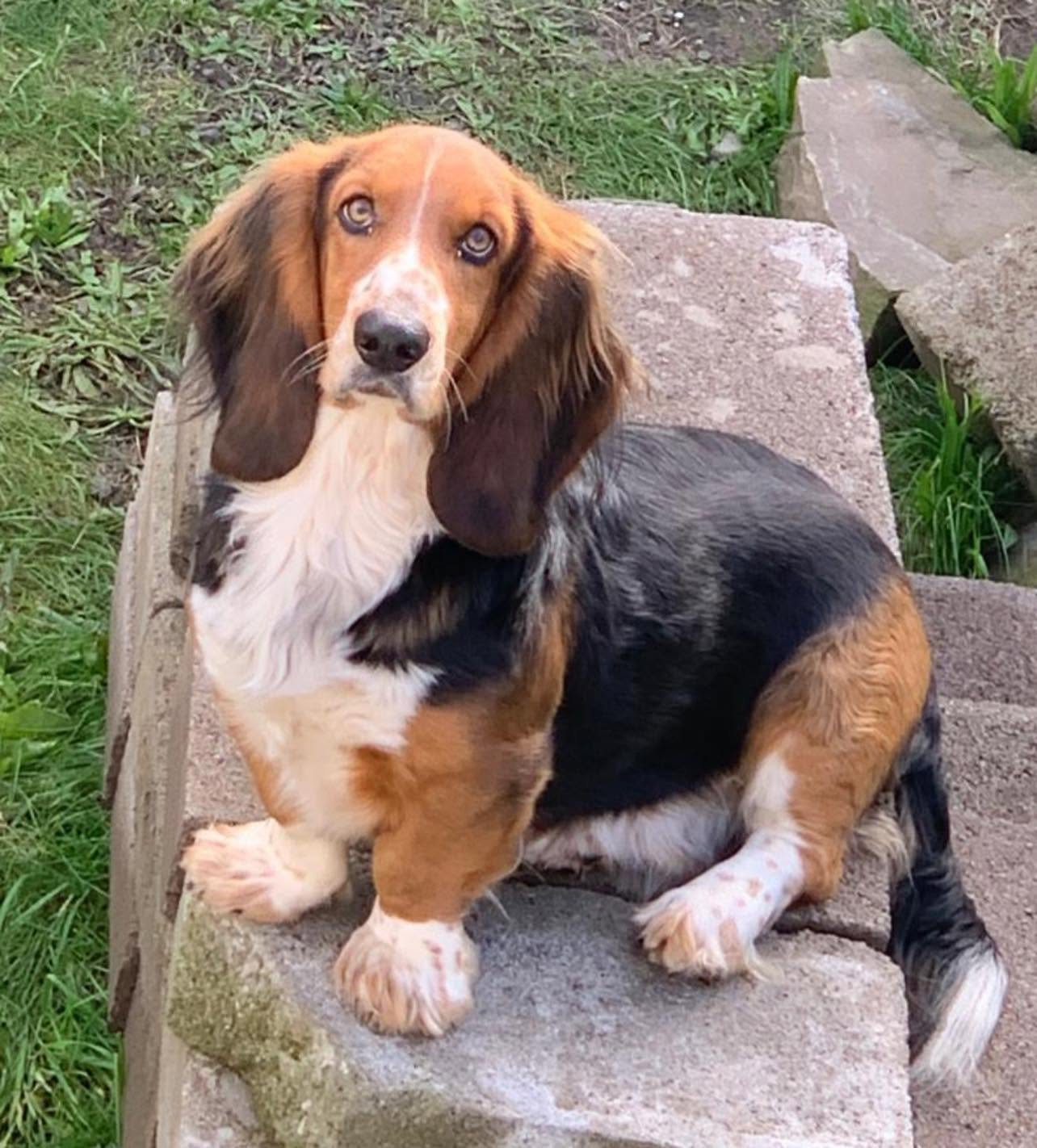 Benji