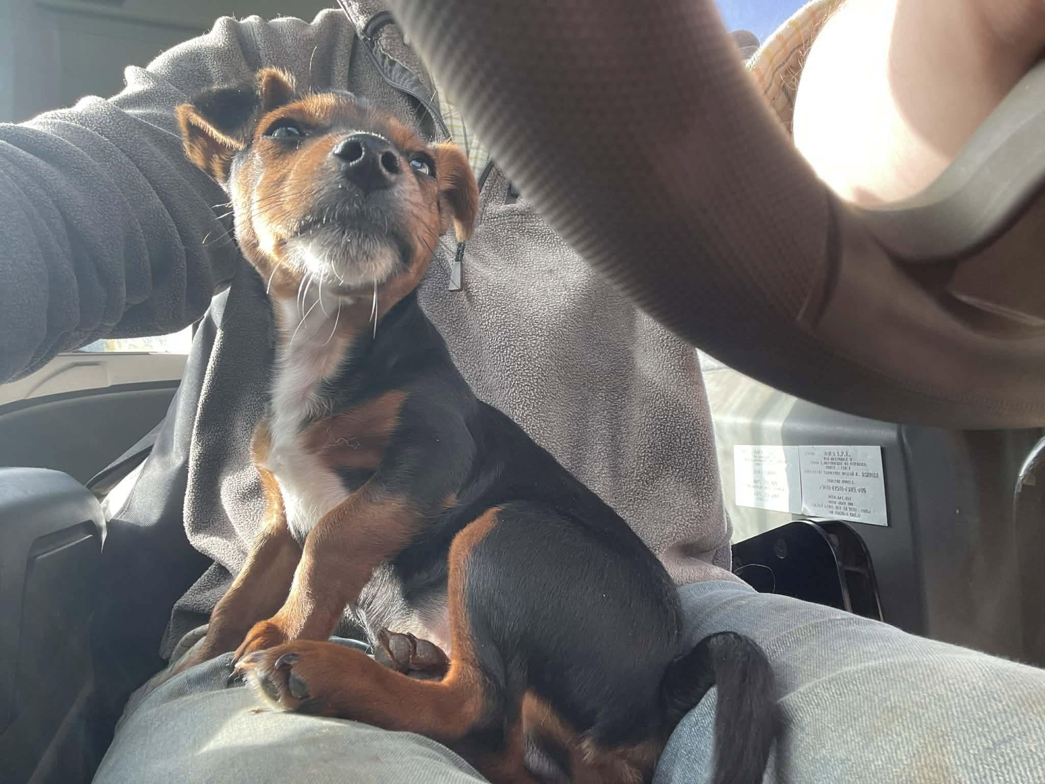 Midge-Jack-Russel-Puppy-For-Adoption-With-Hay-Animal-Rescue-Team-10.jpg